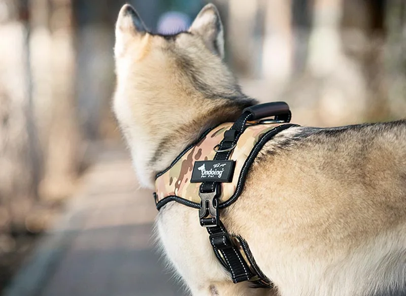 pet harness (3)
