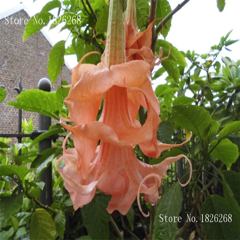 flower seeds Bonsai flower Brugmansia Datura seeds  Potted plantas  Mixed color garden decoration plant  100pcs AA