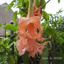 flower seeds Bonsai flower Brugmansia Datura seeds Potted plantas Mixed color garden decoration plant 100pcs AA