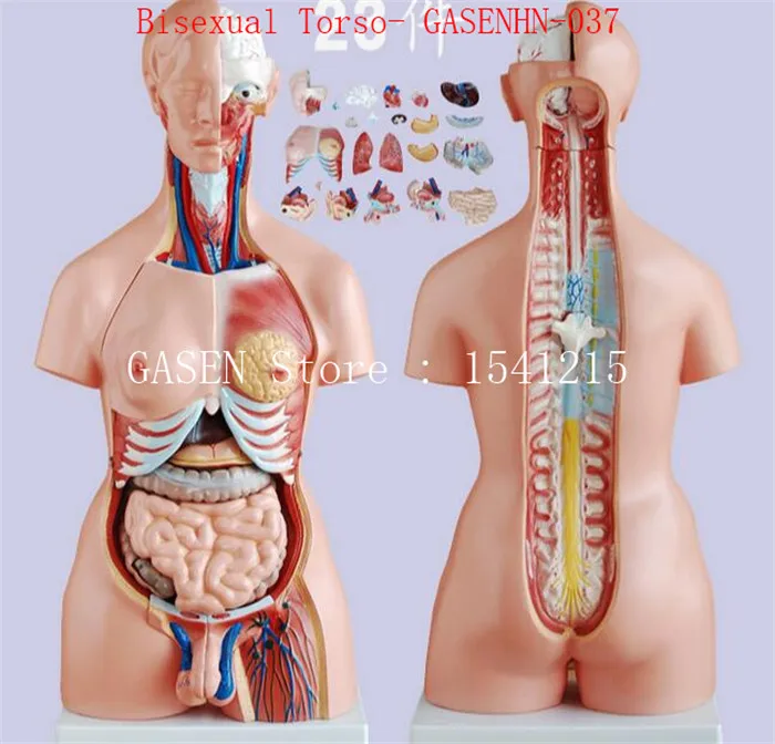 Visceral Анатомия мужской женский аскуальный ствол анатомическая модель грудной клетки брюшной полости структура органов медицина GASENHN-037