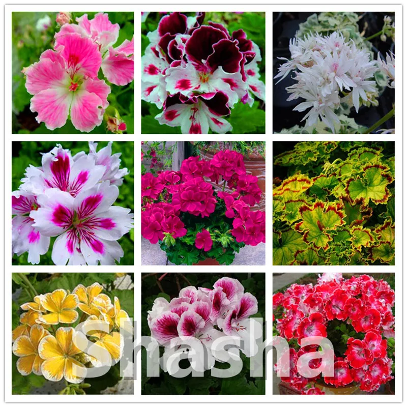 

Free Shipping 100 Pcs Geranium bonsai Flower Plants planting Potted Geranium for Home Garden decoration Purify The Air