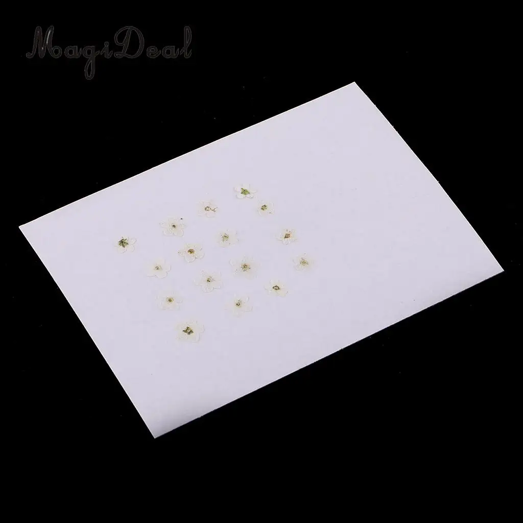 12 Pieces Forget-Me-Not Real Dried Flower Embellishment for Resin Casting Phone Case Nail Art Decoration Blue White
