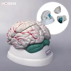 Анатомия мозга модель стволовых мозга маленький мозг структура строительство отношения медицинские модели обучения Бесплатная доставка