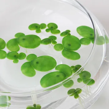 

Artificial Flower Duckweed Plastic Grass Leaf Plant Home Decoration DIY Accessories Aquarium Decors