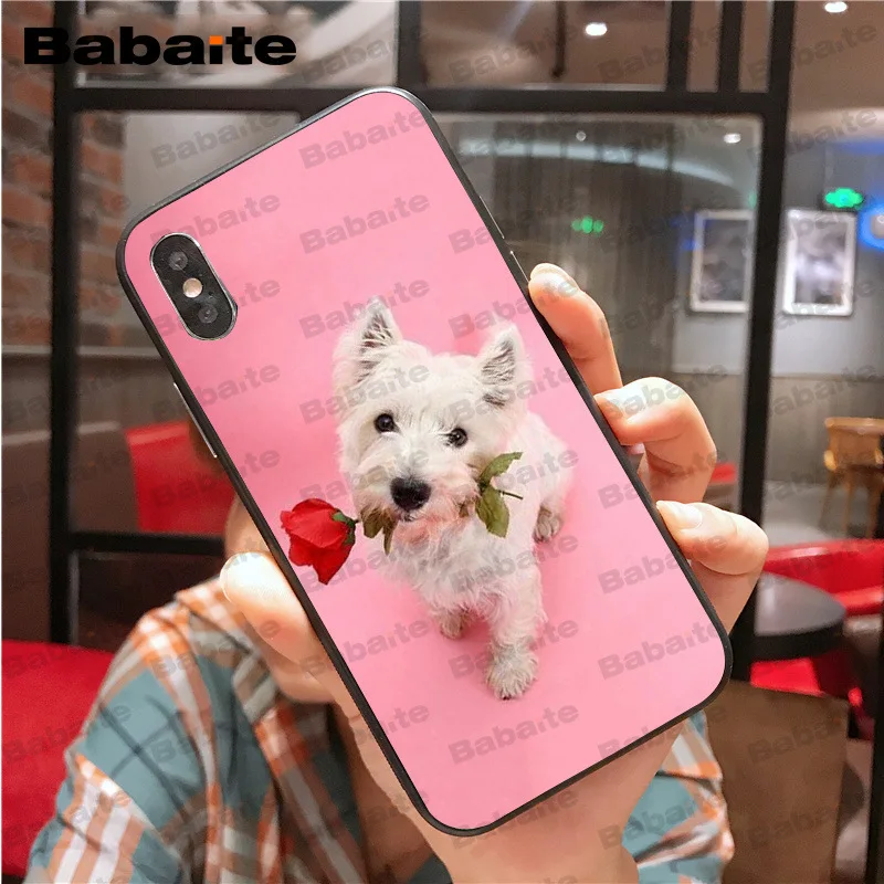 Westie dog