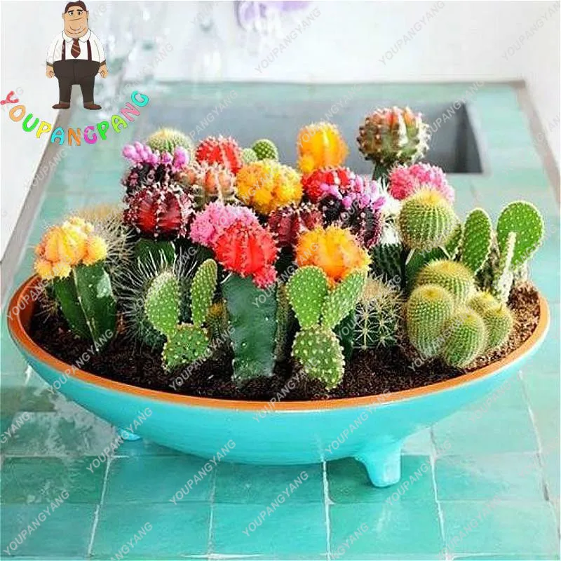 Mixed Cactus Bonsai Indoor Multifarious Ornamental Plants Rare