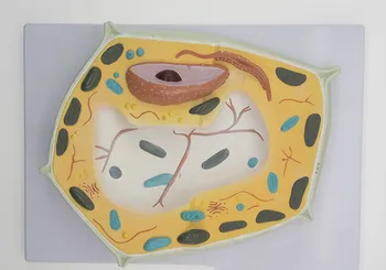 

Free Shipping&Plant Cell Model Plant Microscopic Specimen Amplifying Cell Structure Biology Teaching Model Medical Anatomy Model