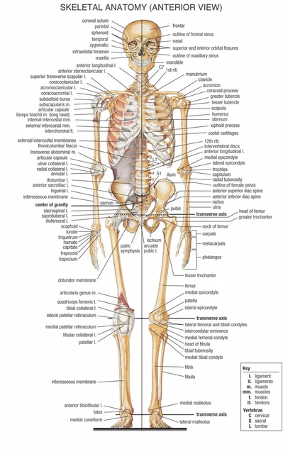Human Body Anatomical Chart Muscular System Campus Knowledge Biology 