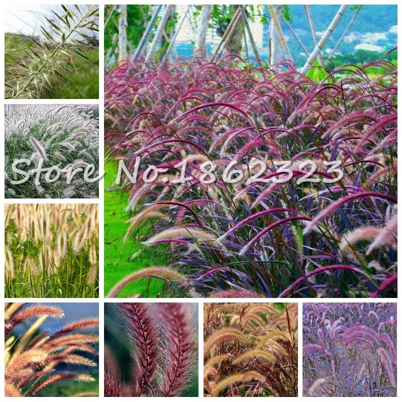 

100 Pcs/Bag Heirloom Pennisetum Alopecuroides Bonsai Ornamental Grass Plant For Home Garden Perennial Potted Planta Easy To Grow
