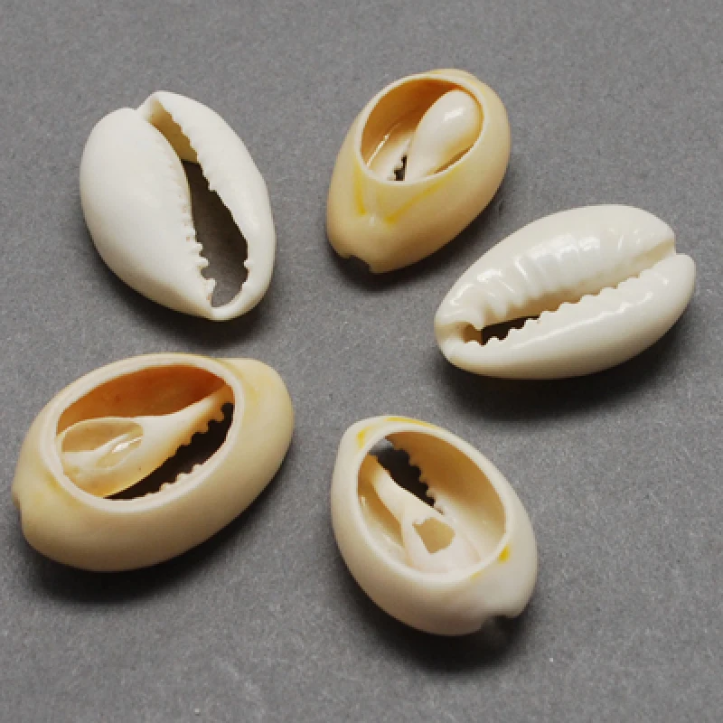 

about 660pcs/1000g Oval Cowrie Shells Bead Loose Beads for jewelry making DIY bracelet necklace DIY Crafts Hole: 1~2mm F60