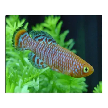 

5D New Rhinestones Diy Diamond Painting Cross Stitch Full Square Drill Resin Mosaic Diamond Embroidery Yellow Fish Needlework
