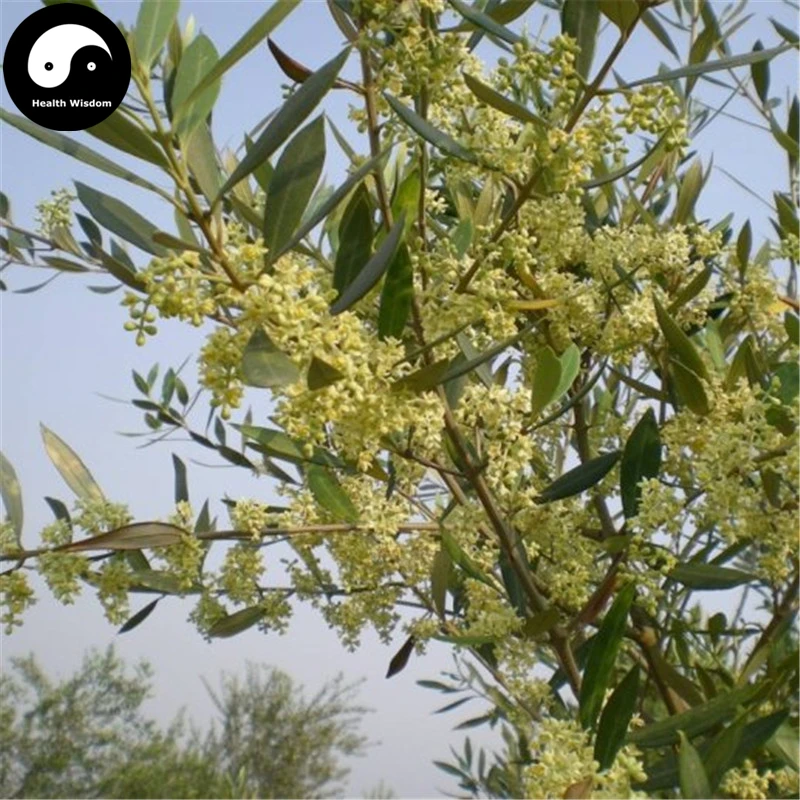 Купить Olea Europaea Tree Semente 24 шт растительные оливки дерево для Olivaris Fruit Gan Lan