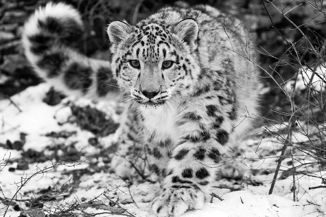 Snow Leopard Hunting Attention Black And White Poster Silk Snow Leopard Hunting Attention Black And White Poster Silk Fabric Cloth Print Wall Sticker Decor Custom