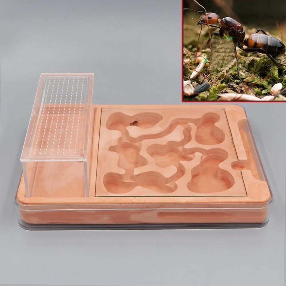 

Hybrid Nest Ants Farm Ant Formicarium Box Acrylic Plaster Combo Ant Colony Small Pet Cages