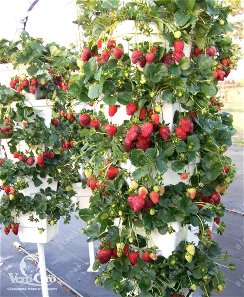 300pcs/farmer Direct Selling Indoor Plants Strawberry bonsais Rare Color Strawberry bonsai Fruit bonsais for Garden Bonsai 300pcs/farmer Direct Selling Indoor Plants Strawberry bonsais Rare Color Strawberry bonsai Fruit bonsais for Garden Bonsai