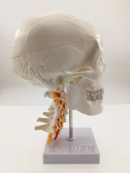 

Teaching simulation skull model with vertebral skeleton model 1:1 natural size painting art skull