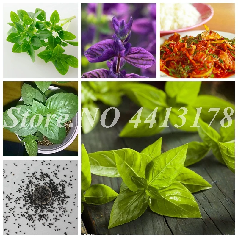 

200 pcs/ bag Herb Basil Balcony Large Leaf Ocimum Basilicum Plant Bonsai Aromatic Vegetable Plant for Flower Pot Planters