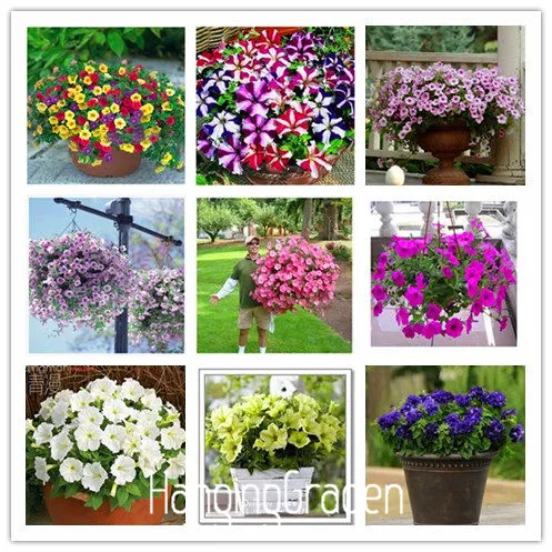 Лимонный ломтик Superbells calibachoa Petunia Annual Flower бонсай, 100 шт в упаковке, 24 цвета на выбор,# 7W4GYQ