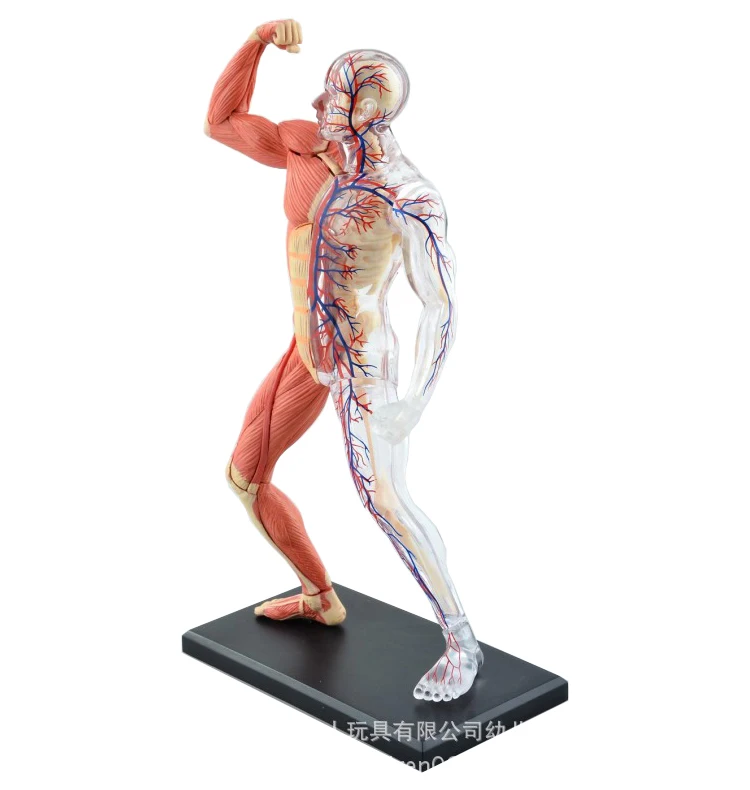4D собранные человеческие мышцы Anatomy4d мастер головоломка Сборка игрушки