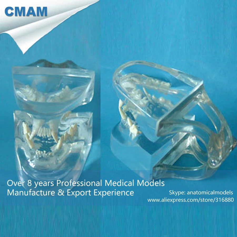 

CMAM-A15 Anatomical Cat Head / Transparent Cat Skull Model - Medical Veterinary Anatomy, Animal Skeleton Anatomy Model