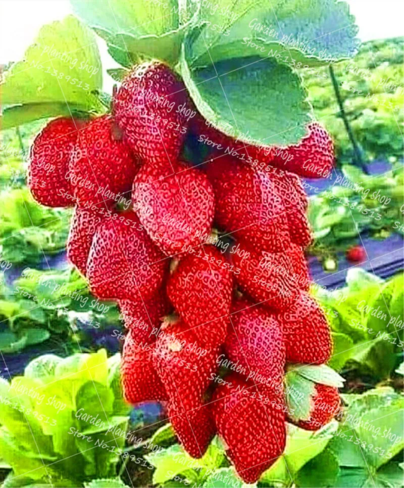 

300Pcs/Bag Strawberry Bonsai Plant Garden Flower Fruit Plant Big Strawberry String Family Fruit Garden Potted Plant