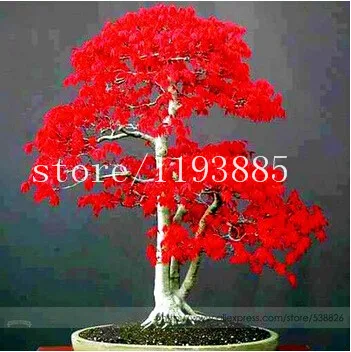 20pcs/bag  japanese red maple tree seeds  Bonsai tree seeds. rare red maple seed. Balcony plants for home garden