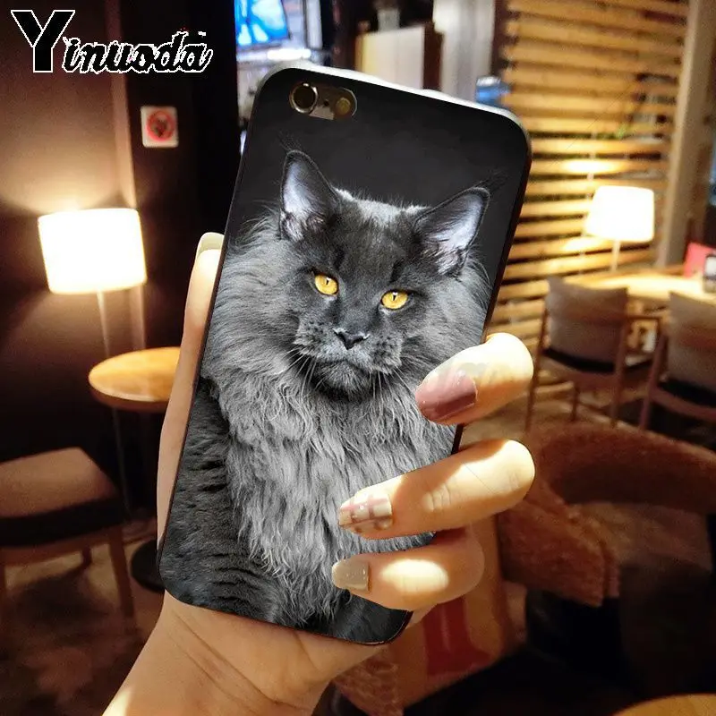 pet maine coon cat