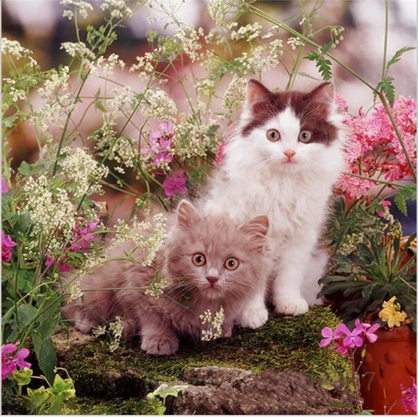

Diy Diamond Painting Cross Stitch Two Cats In The Flowers Diamond Mosaic Full Diamond Embroidery Rhinestone Gift Decoration Kits