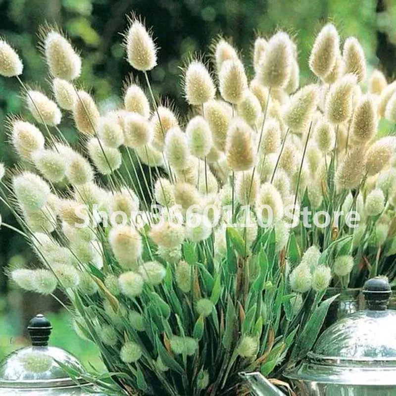 

100pcs/bag Bitki Fescue Grass(Festuca glauca)garden drought tolerant Ornamental Grass flores Perennial Bonsai Plants Home DIY