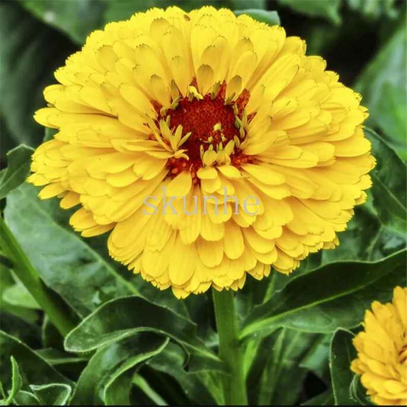 

Calendula Calendula Flower Long Gerbera bonsai Balcony Garden Potted Flower Calendula 100pcs(jin zhan ju)