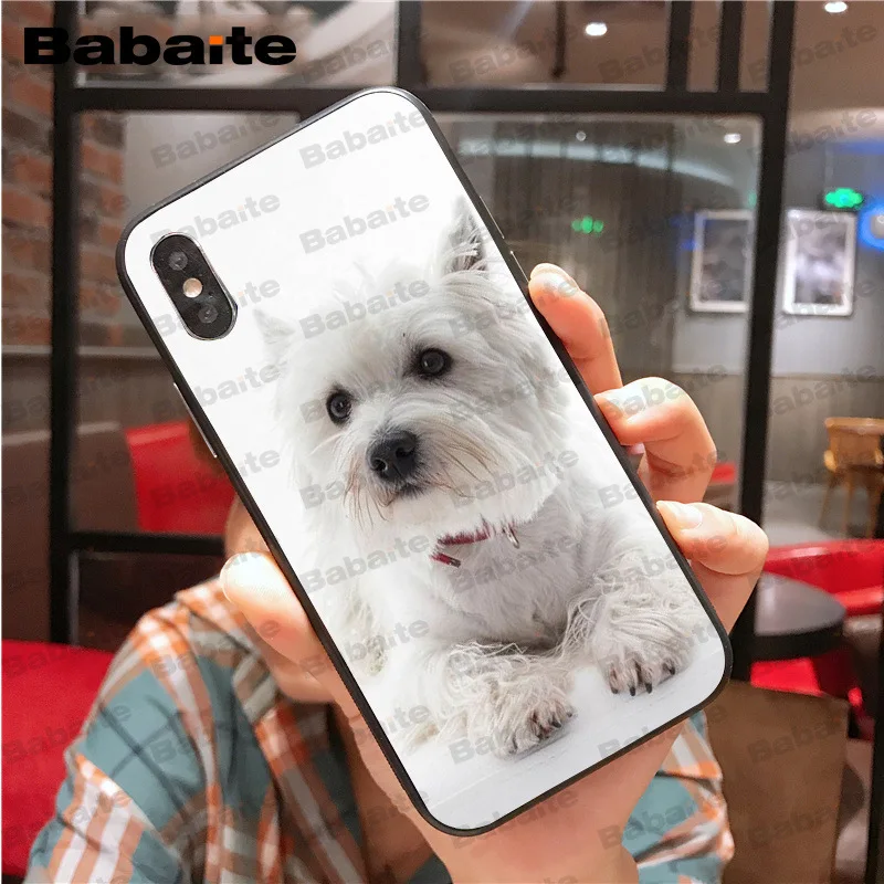 Westie dog