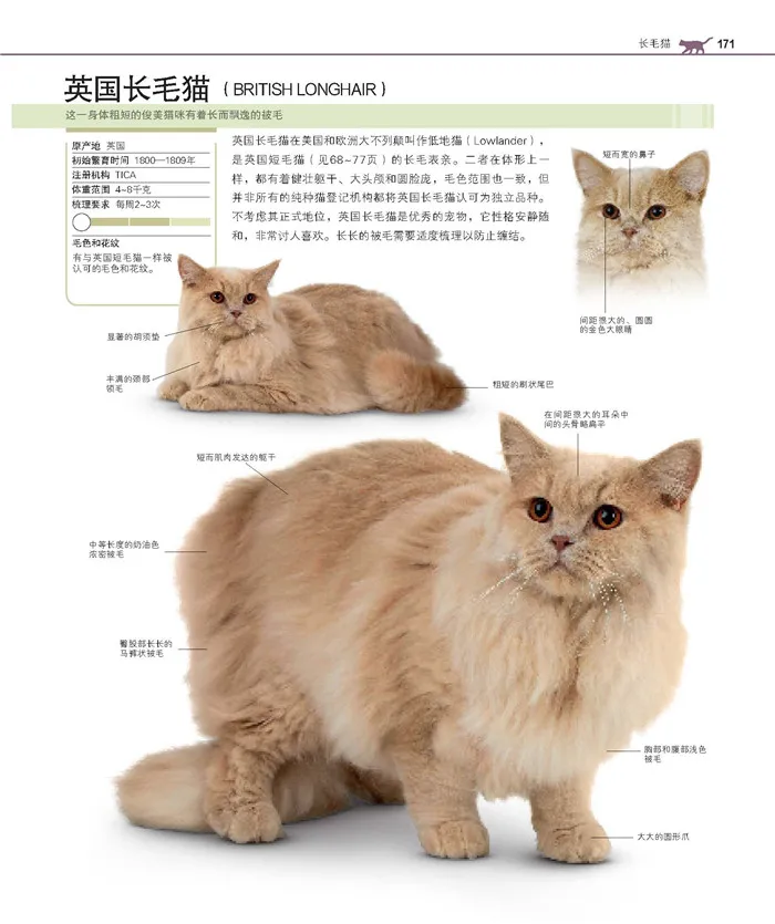 domesticado Enciclopédia the complete livro da raça do gato para adultos