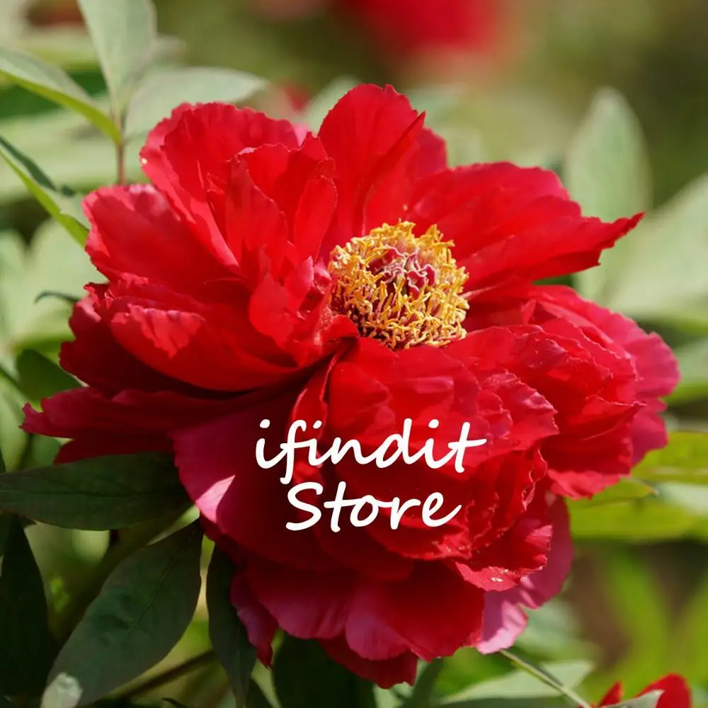 

20pcs Paeonia Lactiflora bonsai Heirloom Tree Peony plant Hardy Perennial Bonsai Plant Home Garden Potted Flowers