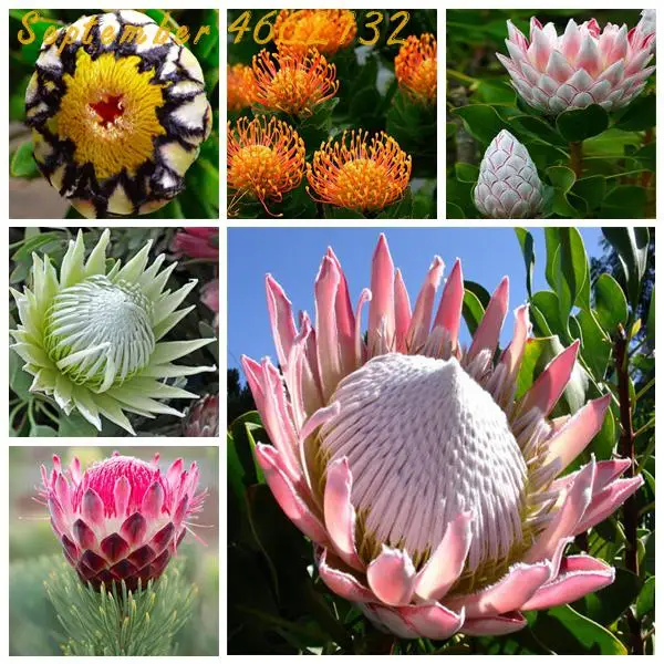 

50 pcs Fresh Rare Protea Cynaroides Bonsai Easy Planting Rare Bonsai Flower Bonsai Variety Complete Fresh Rare Flower