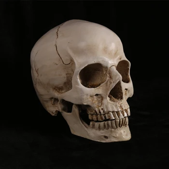 

art teaching sketching skull anatomy structure model 1:1 size human body model