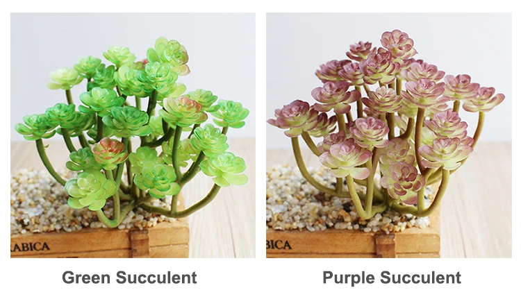 05 Succulent Color