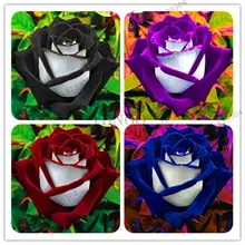 Распродажа! 200 шт./пакет Роза Флорес, black rose с белого цвета с красной каймой, бонсай растения Красивая Роза лепестки горшка для домашнего gar