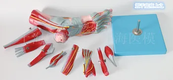 

Foot Muscles Attached to Main Vascular Nerve Model Foot Joints Muscles Foot Subsequent Anatomy model