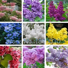 100PCS Beautiful 9 different colors Japanese bonsai potted lilac flower seeds DIY home garden