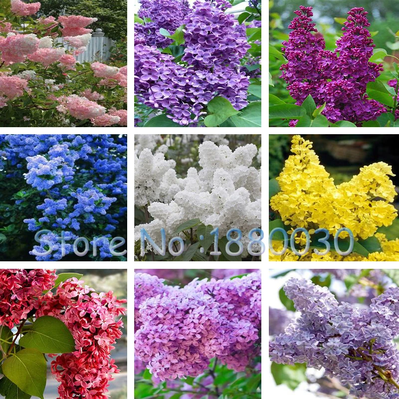 100PCS Beautiful 9 different colors Japanese font b bonsai b font potted lilac flower seeds DIY