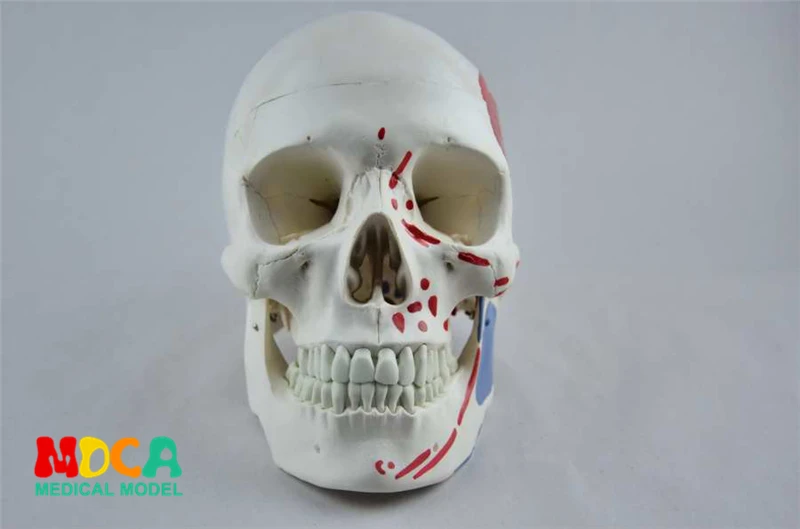 

Medical use of human muscle start and stop nodding head bone skull model partition muscle model nerve Department of orthopedics