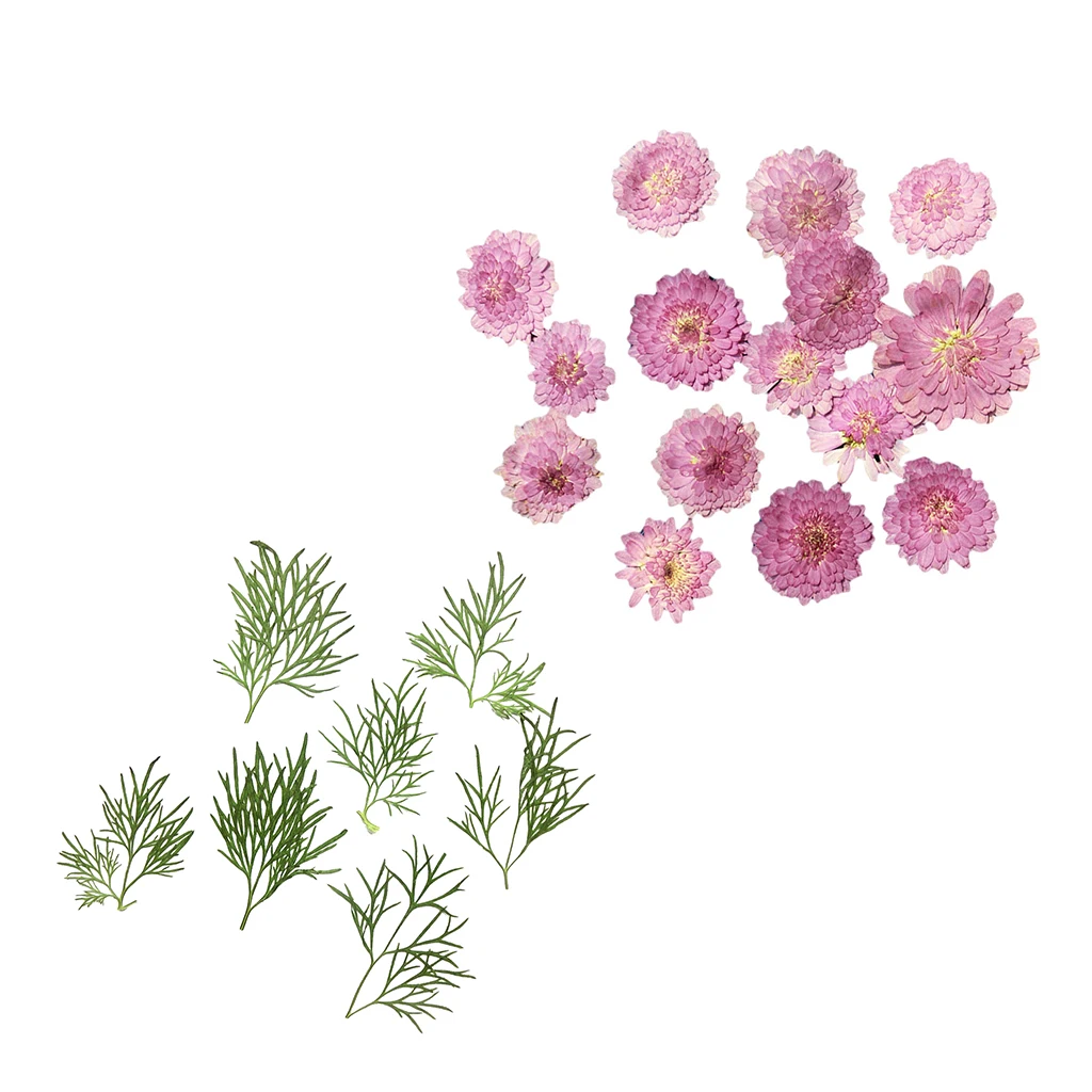 20x Pressed Dried Natural Flower Dry Leaves for DIY Crafts Bookmark Cards
