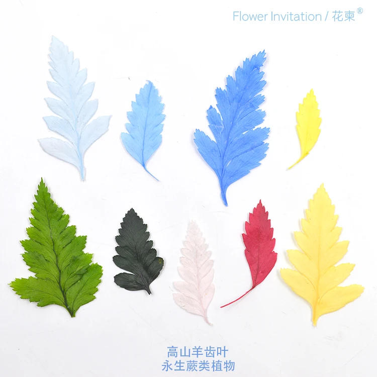

Flower Invitation High goat tooth leaf diy dried flower eternal flower leaf specimen natural plant fern