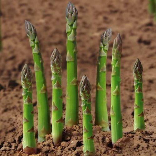 

HOT 20Pcs Asparagus Seeds Organic Heirloom Rare Green Vegetable Perennial Garden Bamboo 91TN