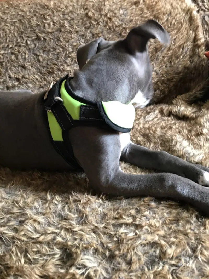 Dog Harness For Small Large Dogs Pet Products Big Adjustable Dog-Collar Harness Leash Lead Vest Dog Harness Chihuahua K9 Supplies Accessories  (15)