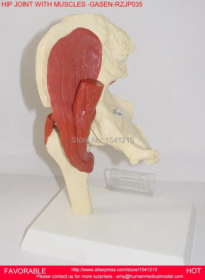 

HIP GIRDLE MUSCLES,MEDICAL HIP JOINT FEMUR SKELETON MODEL TEACHING MODEL,LUMBAR VERTEBREA AND FEMUR HEADS -GASEN-RZJP035