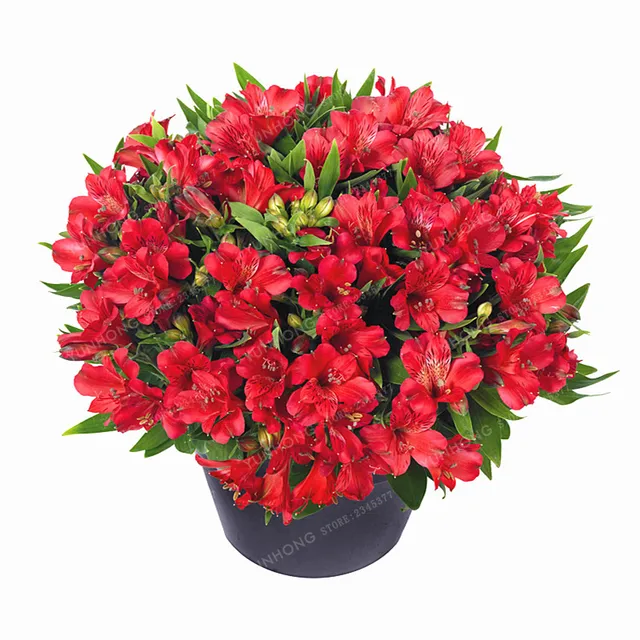 100 Pcs/Bag Alstroemeria Bonsai Peruvian Lily Alstroemeria