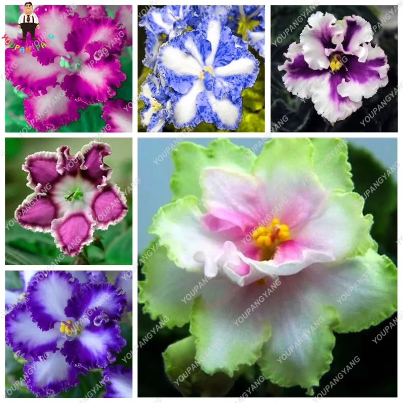 066 10 De Réduction120 Plantes Exotiques Africain Violet Plantes Mixtes Couleurs Fleur Bonsaï Saintpaulia Ionantha Jardin Bonsaï Plante Pot Herbe