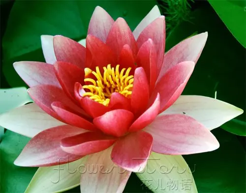 Livraison Gratuite 20 Graines Blanc Rouge Double Couleur