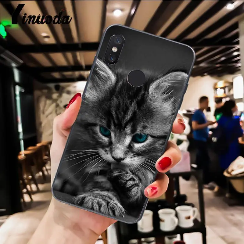 Cute Black Cat Staring Eyes